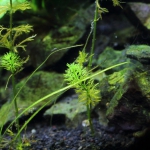 植栽から16日目　ドワーフアンブリア